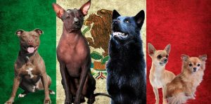 Raza de Perros Mexicanos ¿ Cuales son los que aun existen?